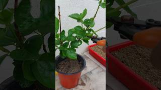 How to Make Hibiscus Plants Bushier for More Flowers [upl. by Leticia777]