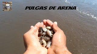 Cómo recolectar pulgas de arena  carnada para pescar en las rocas  pulgas de mar [upl. by Tabbitha]