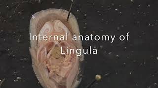 Phylum Brachiopoda Lingula Dissection [upl. by Alexandra740]