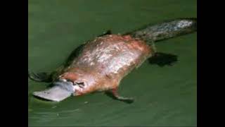 PLATYPUS WILD ANIMAL [upl. by Karine951]