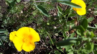 Eschscholzia californica var maritima  California Poppy Coastal Form care [upl. by Beckerman]