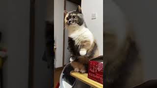 Cat 🐈 attacks look like they funnyvideos subscribe [upl. by Krug]