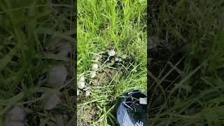 Magic Mushroom hunting Panaeolus cyanescens sacred mushroom [upl. by Aleahs]