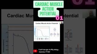 Cardiac Muscle Action Potential  Part1 shorts youtubeshorts youtube ytshorts [upl. by Alocin539]