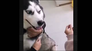 Super funny husky scream when getting injection at vet [upl. by Llenyar198]