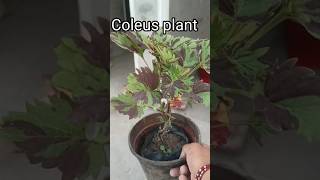 Growing Coleus  How to Get the Most Vibrant Colors🌱🍀garden shorts youtubeshorts [upl. by Val42]