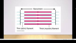 Ultrastructure of a striated muscle [upl. by Efren]