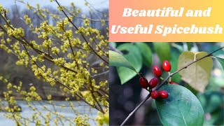 The Amazing Uses of Spicebush [upl. by Epilihp898]