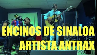 Los Encinos de Sinaloa  Artista Antrax [upl. by Ayikan]