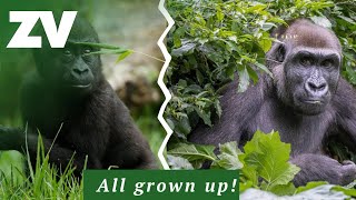 Baby Kanzi the Gorilla is all grown up [upl. by Ferwerda251]