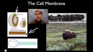 The Cell Membrane [upl. by Lemmuela]