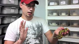 Handling “Aggressive” Ball Python Hatchlings  JKR Pro Tips [upl. by Thagard]