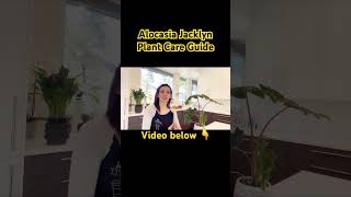 Alocasia Jacklyn Plant Care Guide  Planted Mind  shorts [upl. by Valer]