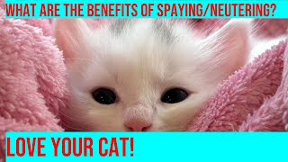 Benefits of SpayingNeutering Your Cat A Comprehensive Guide [upl. by Dola]