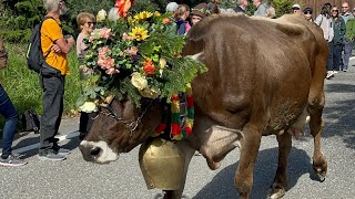 Almabtrieb in Meransen suedtirolofficial [upl. by Stanleigh]