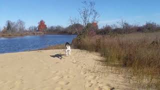 Treeing Walker Coonhound Jax Running on the beach at Lake Superior [upl. by Idner]