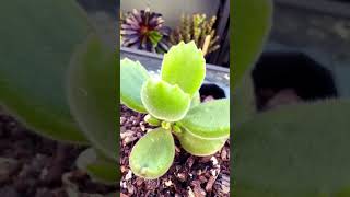 Cotyledon Tomentosa Bear Paws plants succulent garden succulant succulentsplanterspot [upl. by Hubert]