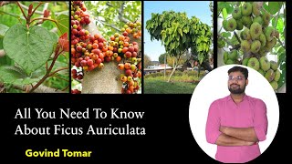 Ficus Auriculata  All you Need To Know FIG PLANT GULAR ANJEER  By Govind Tomar Dr Tom [upl. by Stutzman568]