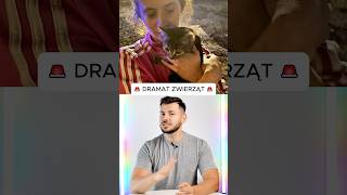 Dramat zwierzaków w Jaworze zwierzęta dramat [upl. by Norb21]