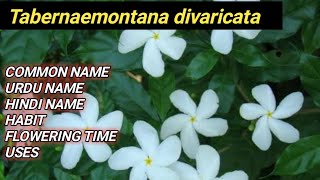 Tabernaemontana divaricata  LOCAL NAME  HABIT  FLOWERING TIME  HINDI  URDU NAME  USES [upl. by Saxela729]