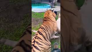 tiger animals tigercat dog tigercats pets babytiger lion tigero tigerdog [upl. by Nadirehs]