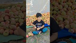 Little baby  Apple pedicel Stalk Cutting  Apple harvesting  Kashmir [upl. by Nolrak]