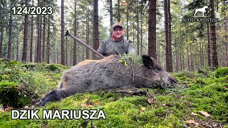 SUDECKA OSTOJA 1242023 Dzik Mariusza  wildboar hunting [upl. by Atazroglam]