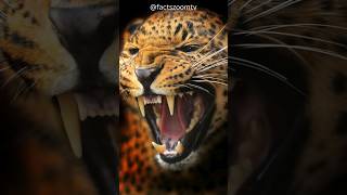 Amur leopard 🐆 why are amur leopards endangered Facts Zoom TV about Amur Leopards Russia [upl. by Aikem]