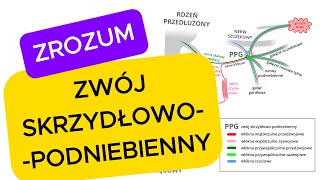 Zwój skrzydłowopodniebienny wyjaśniony szybko i przystępnie [upl. by Fayina696]