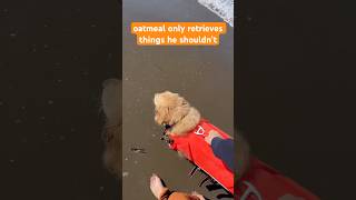 Only he would find corn at the beach 🙄 funnydog beachdog retriever [upl. by Anaz]