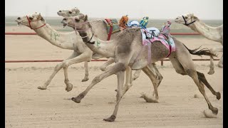 Amazing Camel Race in Saudi Arabia [upl. by Adehsar]