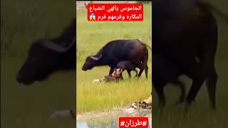 الجاموس يالهي وخدعهم الضباع المكاره وفرمهم فرم shorts [upl. by Ardeha]