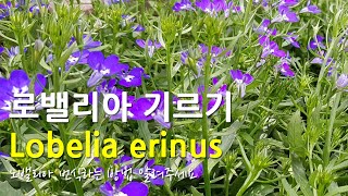 봄꽃 노지 화초키우기 quot로벨리아quot 기르는방법 노밸리아Lobelia erinus [upl. by Eiramana]