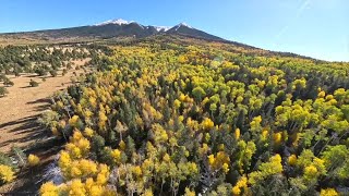 Explore Arizona Flagstaff LEAFometer shows stages of changing fall leaves [upl. by Hose]