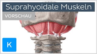 Suprahyoidale Muskulatur Vorschau  Anatomie des Menschen  Kenhub [upl. by Nilek]