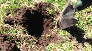 Mole trapping made easy 2013 [upl. by Yecnahc608]