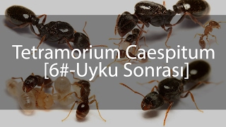 Tetramorium Caespitum Journal  Günlük  6 [upl. by Elfrida]