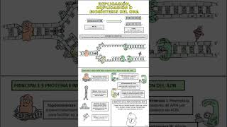 REPLICACIÓN ADN 🧬 replicación ADN biología DibujosCuquis Educación AprenderEsDivertido [upl. by Matilde]