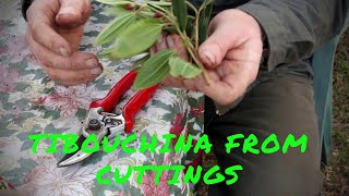 Soft tip Tibouchina cuttings propagation [upl. by Ecallaw449]