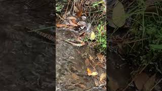 Venomous cottonmouth  I almost stepped on this juvenile cottonmouth snake venomous shorts creek [upl. by Anitaf]