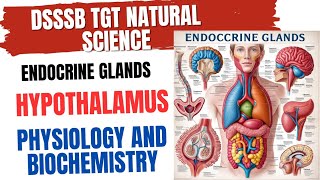 Endocrine Glands Hypothalamus Physiology and Biochemistry for DSSSB TGT NATURAL SCIENCE [upl. by Enilada]