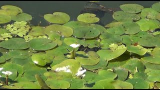 Жабурник звичайний Hydrocharis morsusranae і сальвінія плаваюча Salvínia nátans на Одрі [upl. by Nazler]