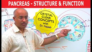 Pancreas  Structure and Function [upl. by Brita]