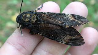 SQUEAKY Deathshead Hawkmoths Acherontia atropos SOUND [upl. by Domenic]