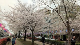 Japan Kanto Tokyo Bunkyo City Harimazaka Roadside Somei Yoshino Ukon Sakura Tree [upl. by Charyl]