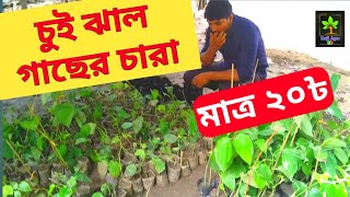 চুই ঝাল গাছের চারা Chui Jhal Tree  চুই ঝাল গাছ চাষ পদ্ধতি  Nafi Agro BD [upl. by Tehr]