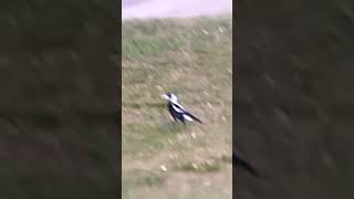 Magpie youdonthavetosayyouloveme musicgenre music nature [upl. by Oilicec]