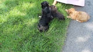 Morkie Puppies For Sale [upl. by Nappy]