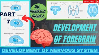 Development of Forebrain  Development of Diencephalon amp Cerebral Hemispheres  CNS Embryology [upl. by Yleen604]