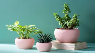 indoor plants decoration natural plant setting indoorgardening indoorplants simple [upl. by Kram]